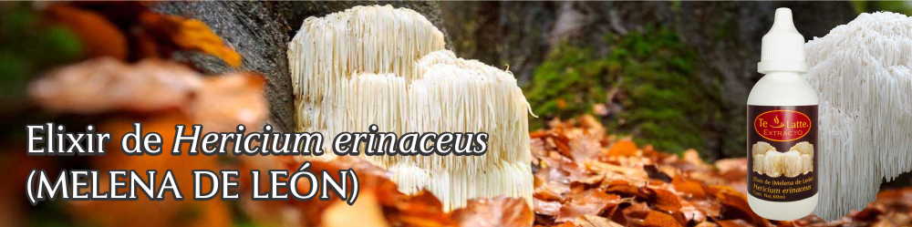 Te Latte CaféElixir de Hericium erinaceus (MELENA DE LEÓN)